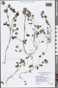 Trifolium spumosum L., South Asia, South Asia (Asia outside ex-Soviet states and Mongolia) (ASIA) (Turkey)