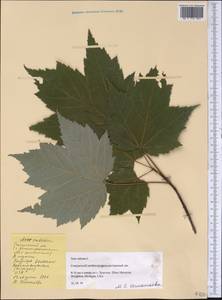 Acer rubrum L., America (AMER) (United States)