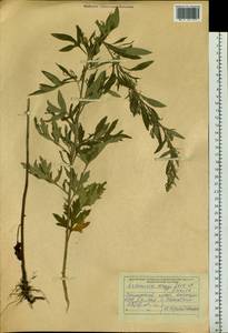 Artemisia argyi H. Lév. & Vaniot, Siberia, Russian Far East (S6) (Russia)