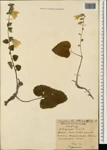 Campanula alliariifolia Willd., Caucasus, Abkhazia (K4a) (Abkhazia)
