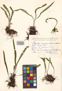 Lepisorus ussuriensis (Regel & Mack.) Ching, Siberia, Russian Far East (S6) (Russia)