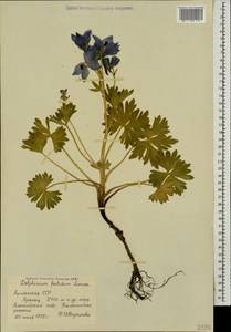 Delphinium foetidum Lomak, Caucasus, Armenia (K5) (Armenia)