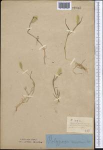 Polypogon maritimus Willd., Middle Asia, Northern & Central Kazakhstan (M10) (Kazakhstan)