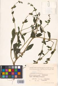 Asperugo procumbens L., Eastern Europe, Lower Volga region (E9) (Russia)