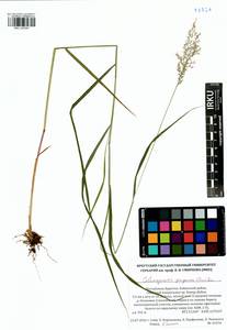 Calamagrostis purpurea (Trin.) Trin., Siberia, Baikal & Transbaikal region (S4) (Russia)