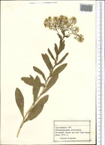Lepidium, Middle Asia, Northern & Central Tian Shan (M4) (Kyrgyzstan)