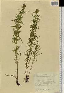 Dracocephalum ruyschiana L., Siberia, Altai & Sayany Mountains (S2) (Russia)