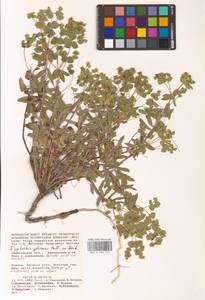 Euphorbia glareosa Pall. ex M.Bieb., Eastern Europe, Lower Volga region (E9) (Russia)