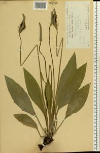 Plantago media L., Eastern Europe, Central forest-and-steppe region (E6) (Russia)