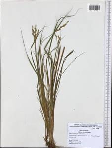 Carex elongata L., Eastern Europe, Central region (E4) (Russia)