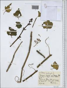 Cissus quadrangularis L., Africa (AFR) (Ethiopia)