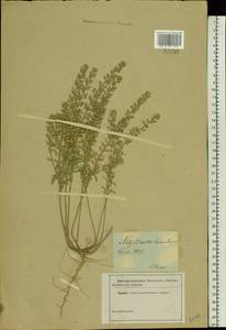Alyssum hirsutum M.Bieb., Eastern Europe, South Ukrainian region (E12) (Ukraine)