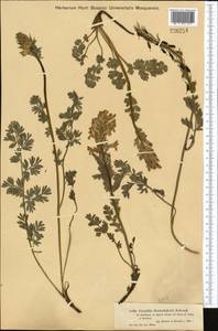 Corydalis gortschakovii Schrenk, Middle Asia, Dzungarian Alatau & Tarbagatai (M5) (Kazakhstan)