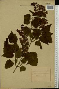 Syringa vulgaris L., Eastern Europe, Rostov Oblast (E12a) (Russia)