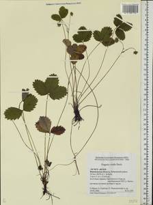 Fragaria viridis Duchesne, Eastern Europe, Central forest-and-steppe region (E6) (Russia)