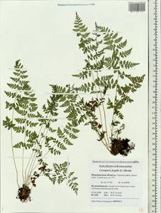 Cystopteris fragilis (L.) Bernh., Eastern Europe, Northern region (E1) (Russia)