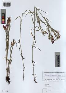 KUZ 004 412, Dianthus chinensis, Siberia, Altai & Sayany Mountains (S2) (Russia)