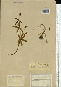 Ranunculus fallax (Wimm. & Grab.) Schur, Eastern Europe, Moscow region (E4a) (Russia)
