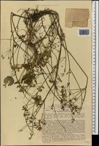 Heracleum komarovii (Manden.), Caucasus, North Ossetia, Ingushetia & Chechnya (K1c) (Russia)