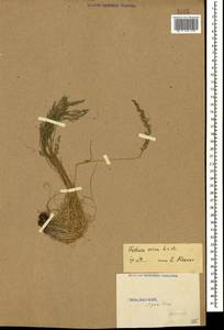 Festuca ovina L., Caucasus, Stavropol Krai, Karachay-Cherkessia & Kabardino-Balkaria (K1b) (Russia)