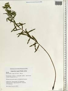 Euphorbia tommasiniana Bertol., Eastern Europe, Central forest region (E5) (Russia)