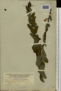 Salix lapponum × myrtilloides, Eastern Europe, Volga-Kama region (E7) (Russia)