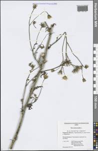 Picris hieracioides L., Eastern Europe, North-Western region (E2) (Russia)