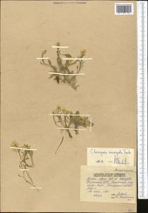 Chorispora macropoda Trautv., Middle Asia, Pamir & Pamiro-Alai (M2) (Tajikistan)