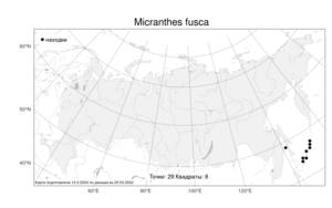 Micranthes fusca (Maxim.) S. Akiyama & H. Ohba, Atlas of the Russian Flora (FLORUS) (Russia)