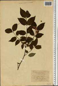 Euonymus verrucosus Scop., Eastern Europe, Central forest-and-steppe region (E6) (Russia)