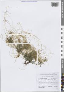 Cuscuta campestris Yunck., Western Europe (EUR) (Spain)