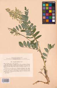 Astragalus frigidus (L.) A.Gray, Eastern Europe, Northern region (E1) (Russia)