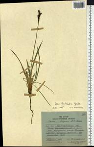 Carex soczavaeana Gorodkov, Siberia, Chukotka & Kamchatka (S7) (Russia)