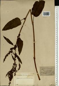 Rumex obtusifolius L., Eastern Europe, Central forest-and-steppe region (E6) (Russia)