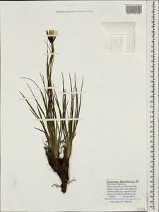 Tragopogon brevirostris DC., Caucasus, Stavropol Krai, Karachay-Cherkessia & Kabardino-Balkaria (K1b) (Russia)