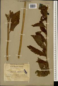 Campanula latifolia L., Caucasus, Armenia (K5) (Armenia)