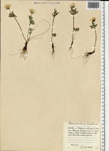 Ranunculus nivalis L., Eastern Europe, Northern region (E1) (Russia)