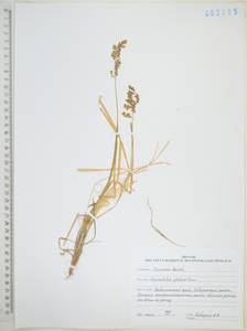 Anthoxanthum glabrum (Trin.) Veldkamp, Siberia, Russian Far East (S6) (Russia)