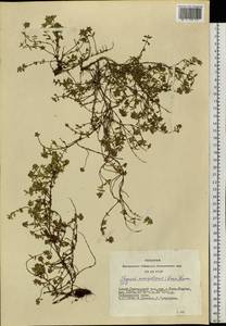 Thymus mongolicus (Ronniger) Ronniger, Siberia, Altai & Sayany Mountains (S2) (Russia)