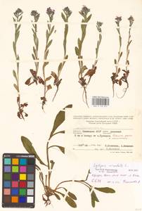 Lycopsis arvensis subsp. orientalis (L.) Kusn., Eastern Europe, Lower Volga region (E9) (Russia)