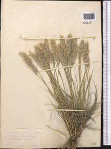 Enneapogon persicus Boiss., Middle Asia, Kopet Dag, Badkhyz, Small & Great Balkhan (M1) (Turkmenistan)