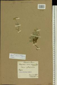 Odontarrhena obovata C.A.Mey., Eastern Europe, Northern region (E1) (Russia)