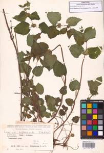 Lamium album subsp. album, Caucasus, Azerbaijan (K6) (Azerbaijan)