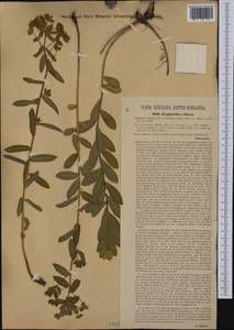 Euphorbia illirica Lam., Western Europe (EUR) (Austria)