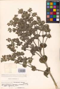 MHA 0 156 112, Salvia aethiopis L., Eastern Europe, Lower Volga region (E9) (Russia)