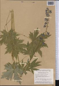 Delphinium glaucum S. Watson, America (AMER) (Canada)