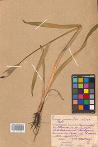 Iris setosa Pall. ex Link, Siberia, Russian Far East (S6) (Russia)