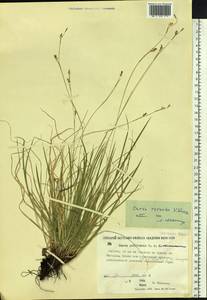 Carex rhizina subsp. reventa (V.I.Krecz.) T.V.Egorova, Siberia, Yakutia (S5) (Russia)