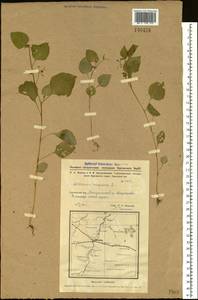 Solanum nigrum L., Siberia, Western Siberia (S1) (Russia)