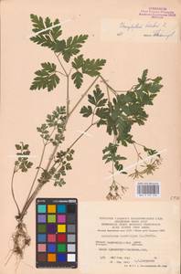 Chaerophyllum temulum L., Eastern Europe, South Ukrainian region (E12) (Ukraine)